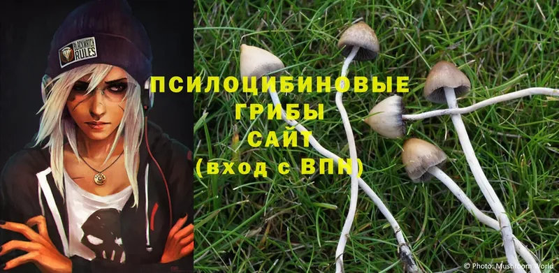 Псилоцибиновые грибы Cubensis  Электрогорск 